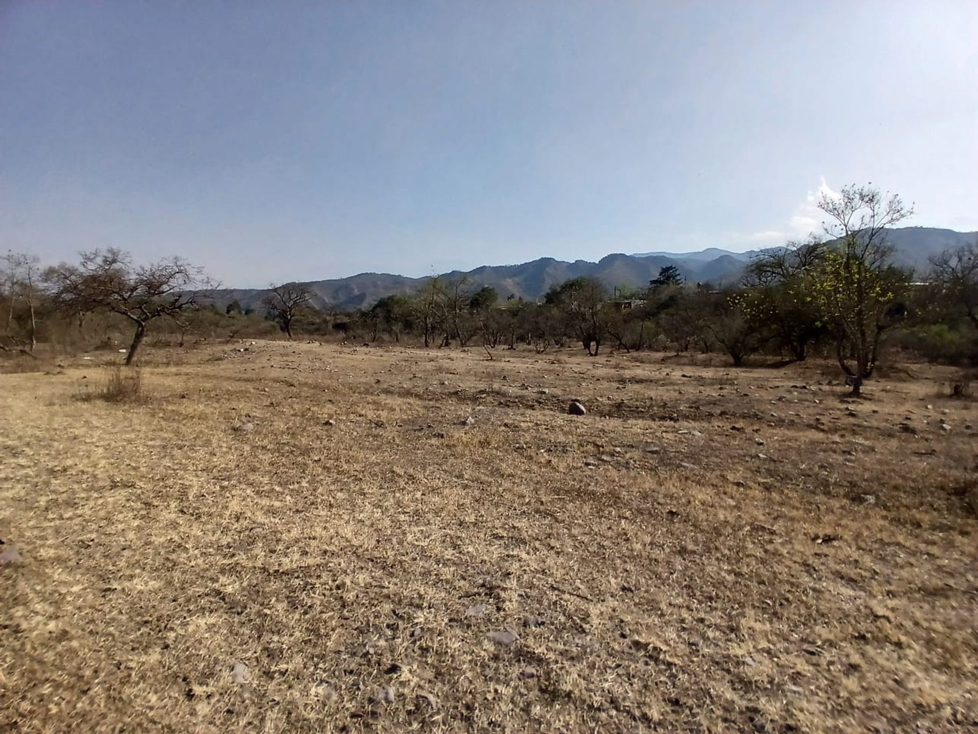 VENTA DE TERRENO 1 HECTAREA EN LOZANO - 3