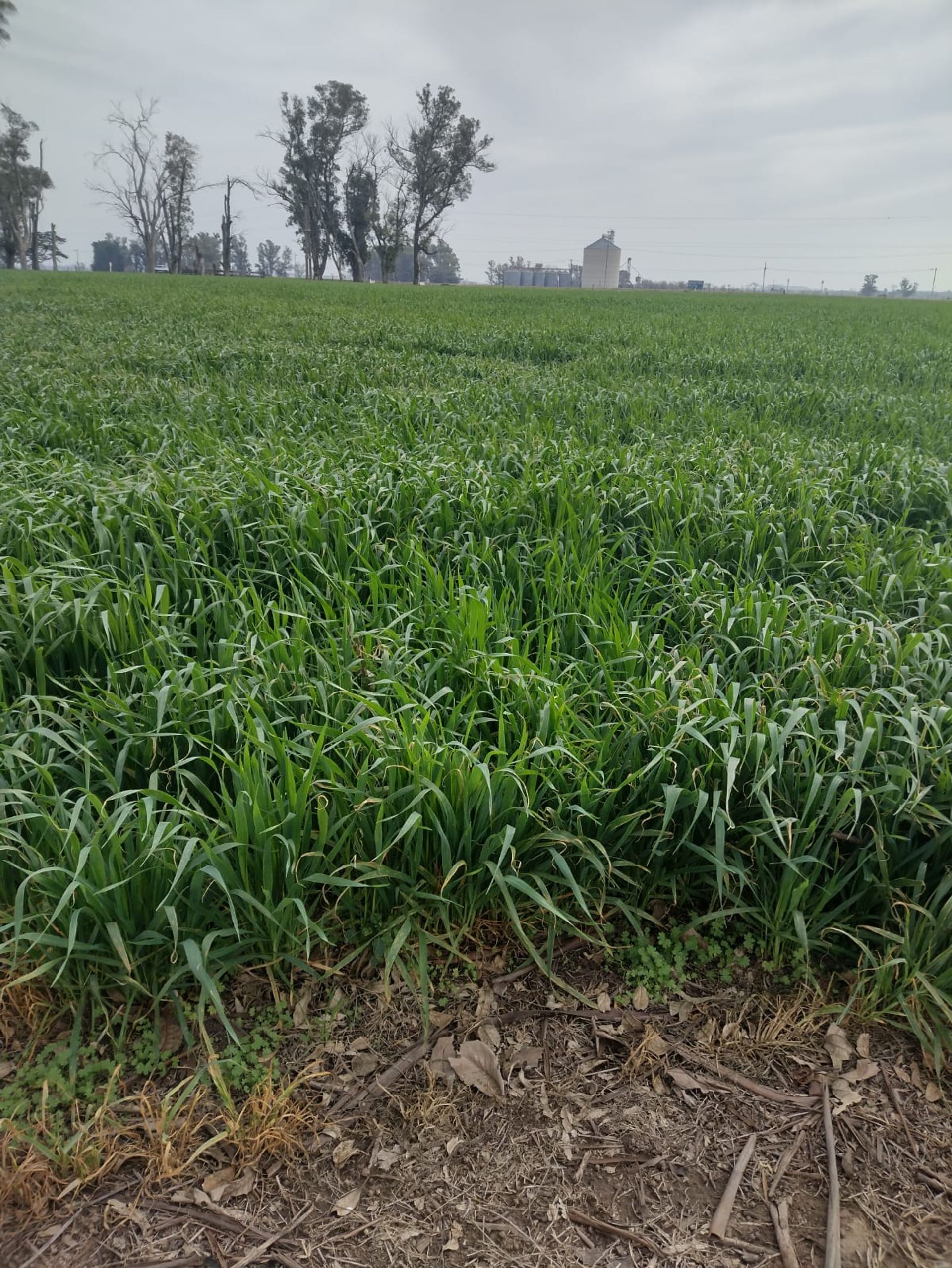 SE VENDE CAMPO PARTE INDIVISA EN PERGAMINO - 3