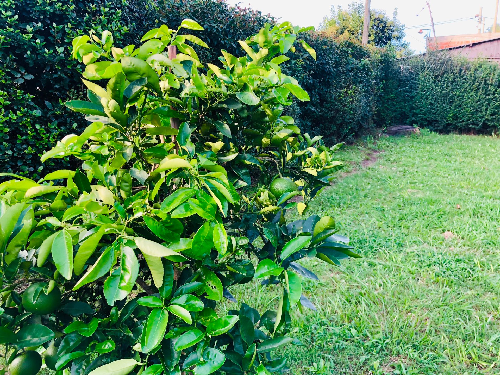 VENTA LOTE C/ ARBOLES Y CERCO VIVO GRAL.ROGRIGUEZ — foto 4