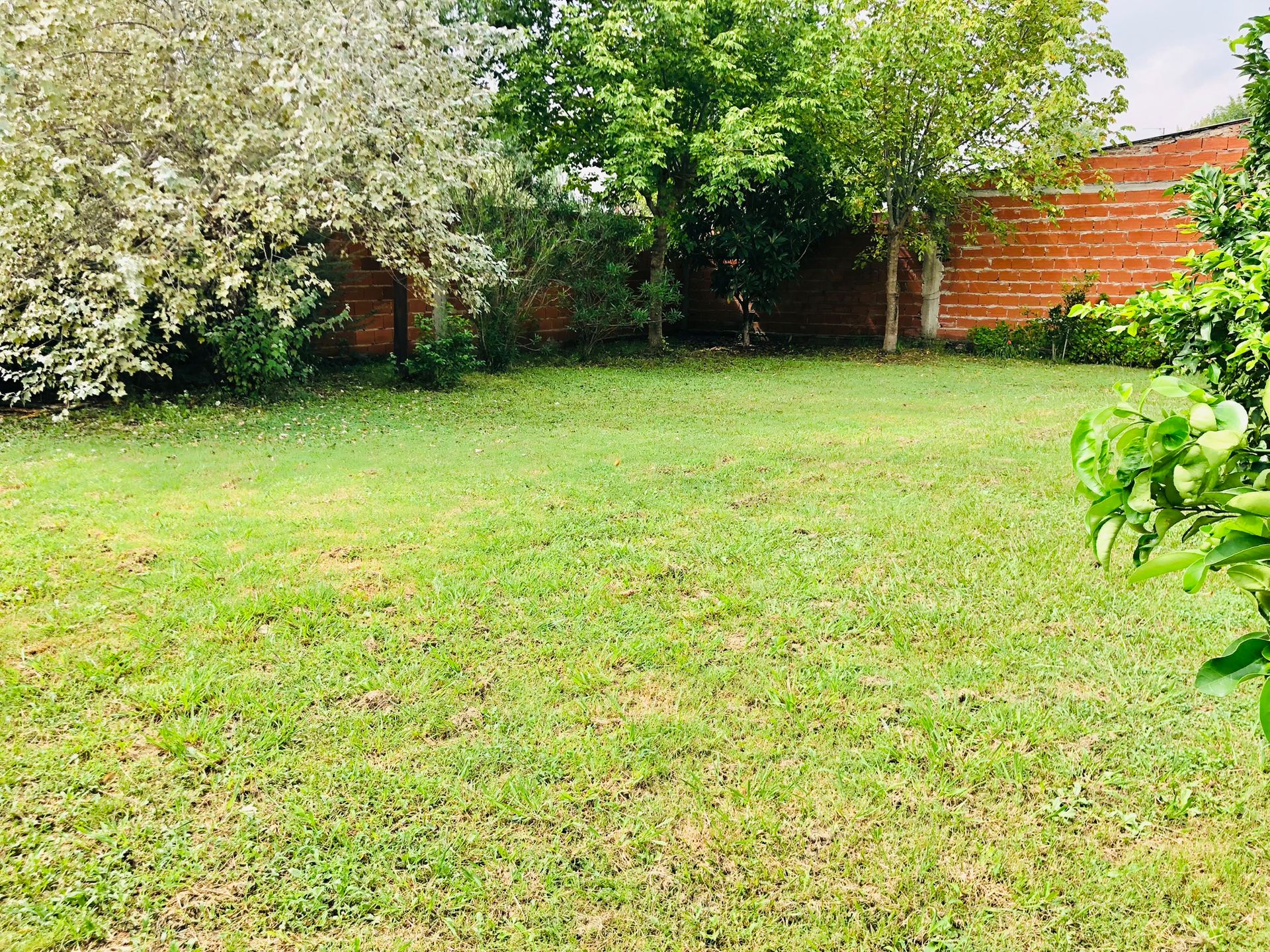 VENTA LOTE C/ ARBOLES Y CERCO VIVO GRAL.ROGRIGUEZ — foto 5