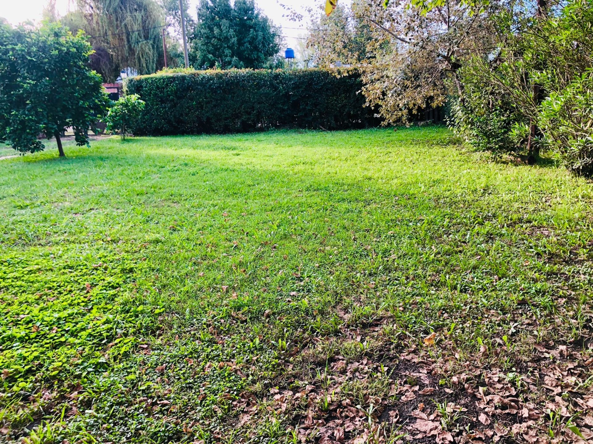 VENTA LOTE C/ ARBOLES Y CERCO VIVO GRAL.ROGRIGUEZ — foto 2