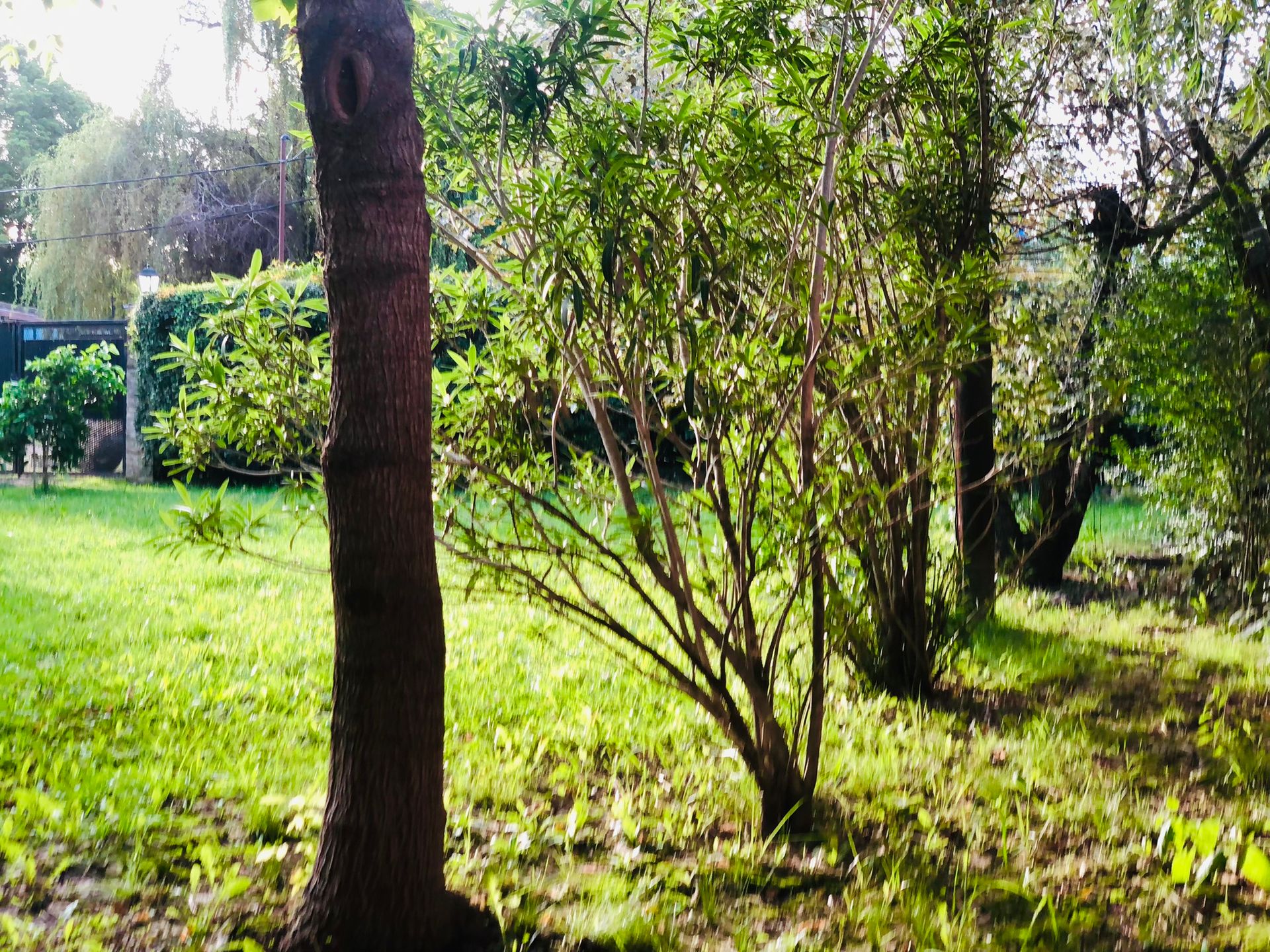 VENTA LOTE C/ ARBOLES Y CERCO VIVO GRAL.ROGRIGUEZ — foto 8