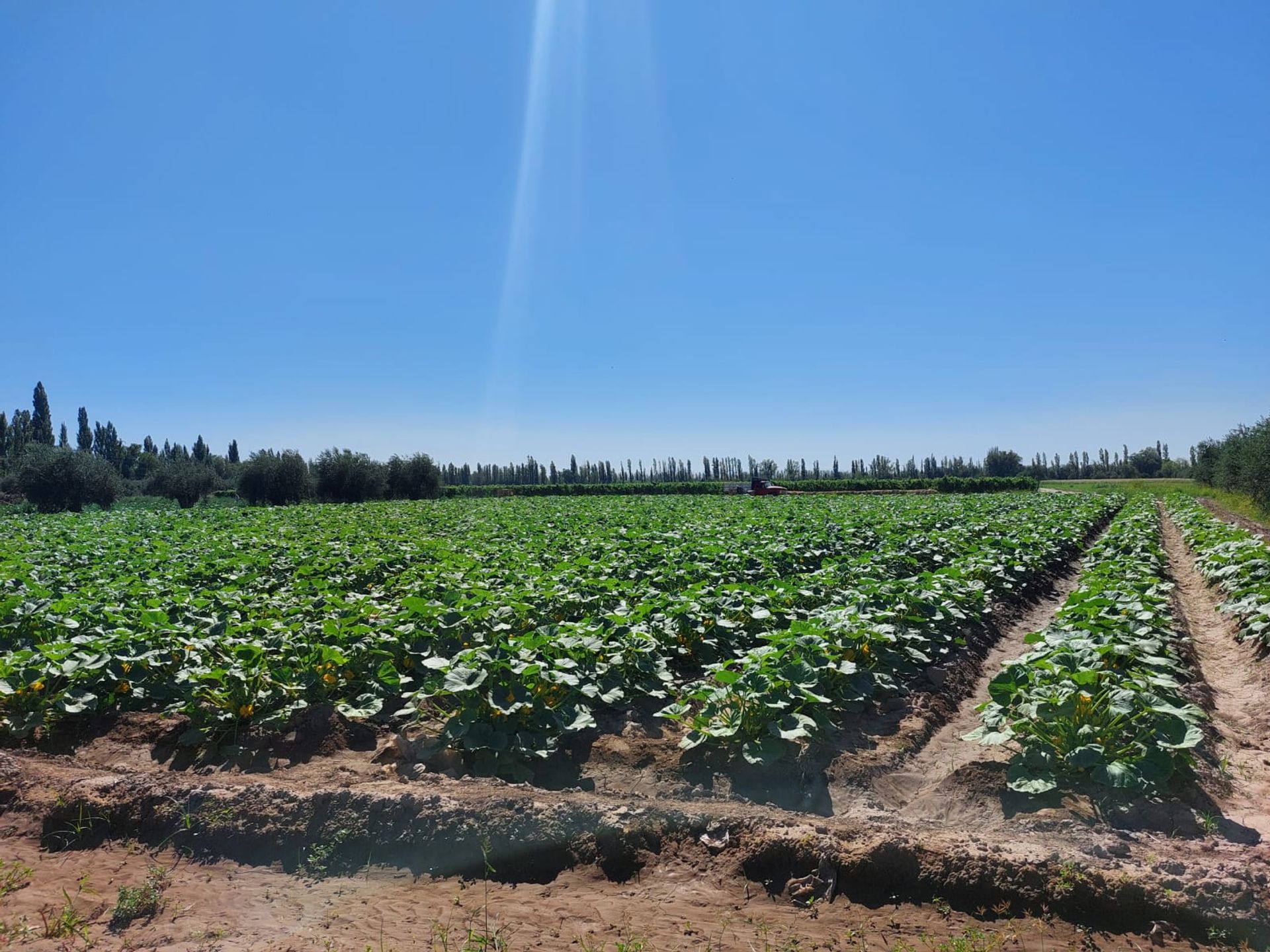 Campo en Venta en Junin, Mendoza