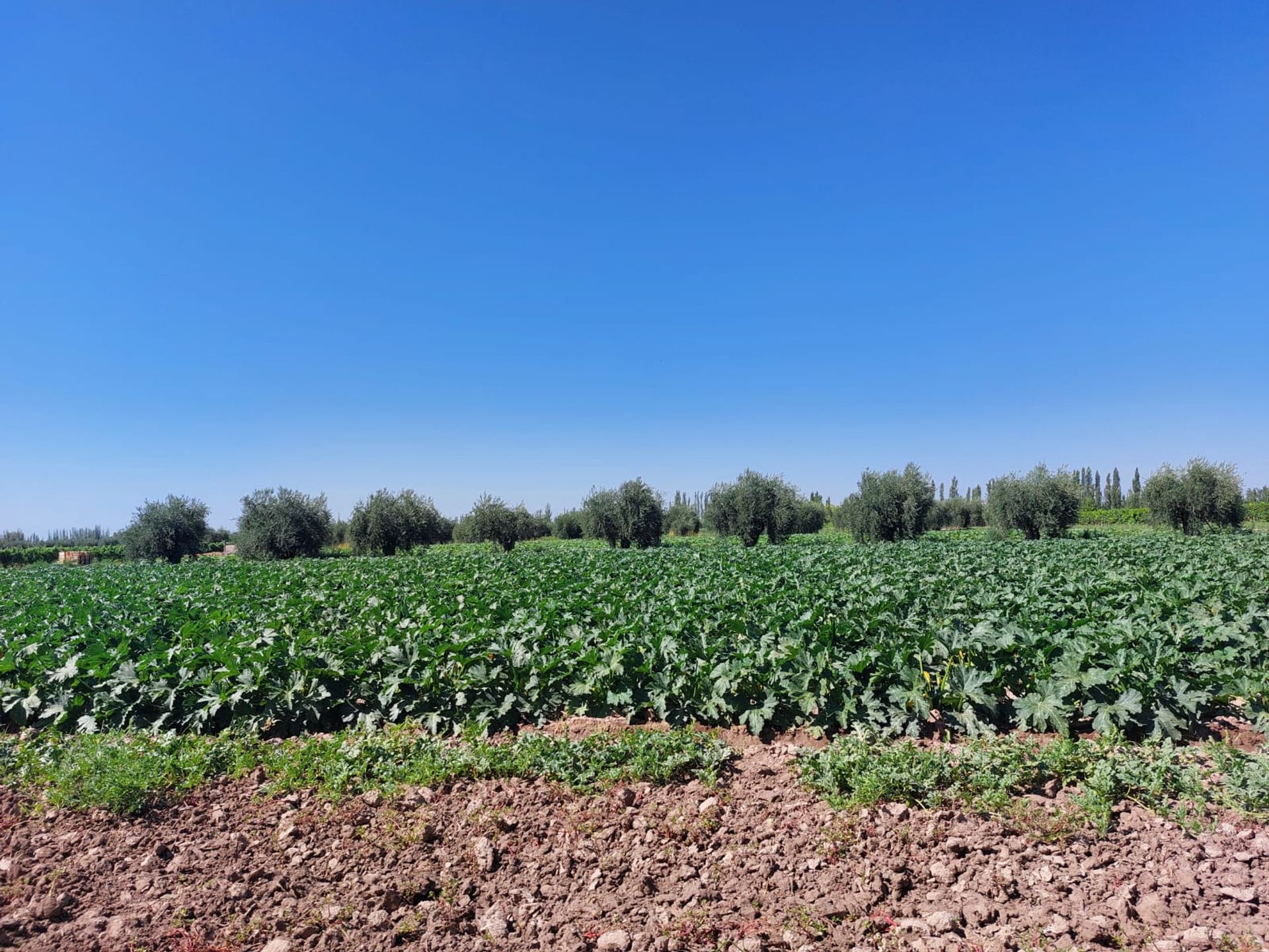 Campo en Venta en Junin, Mendoza