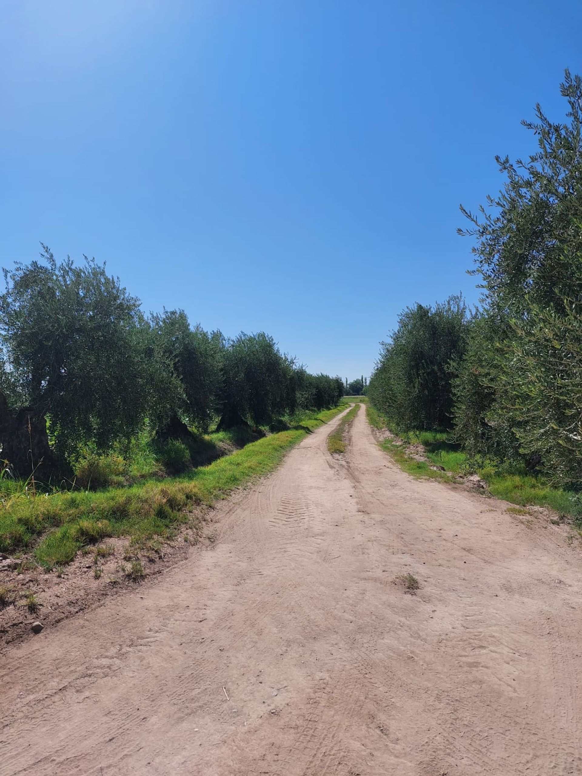 Campo en Venta en Junin, Mendoza
