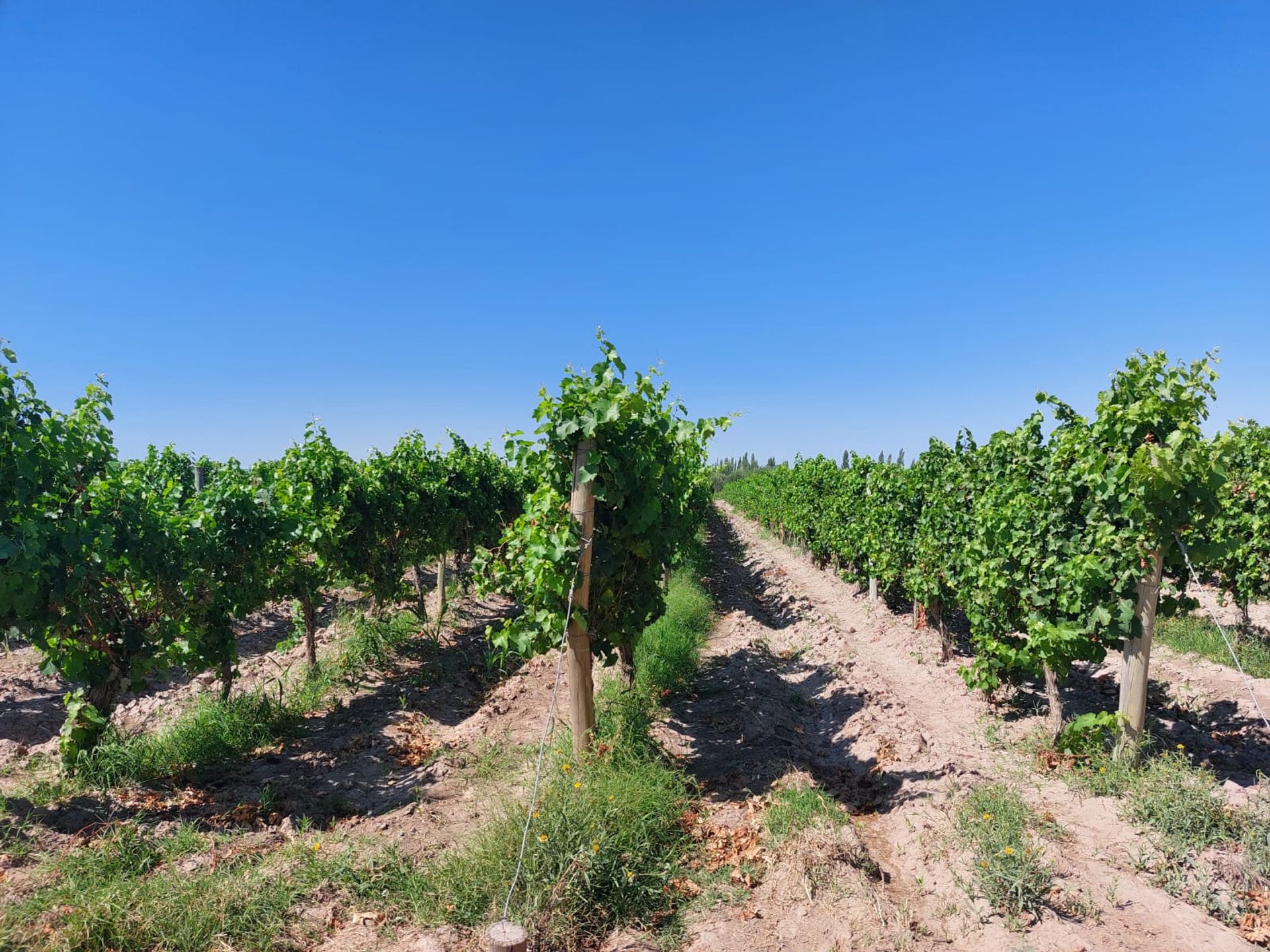 Campo en Venta en Junin, Mendoza