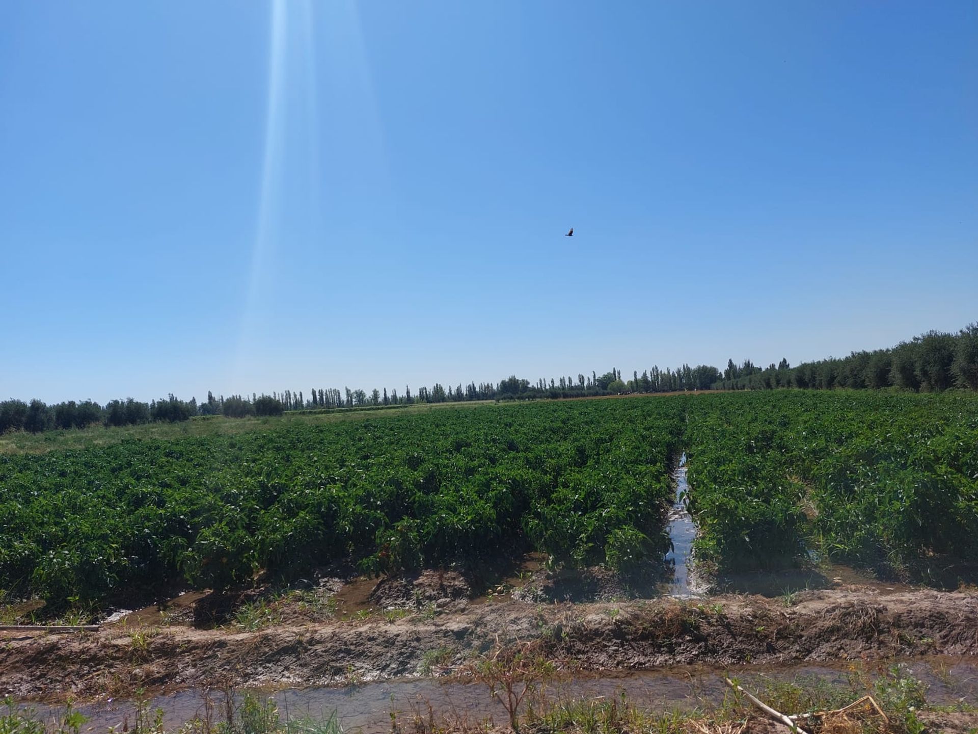 Campo en Venta en Junin, Mendoza