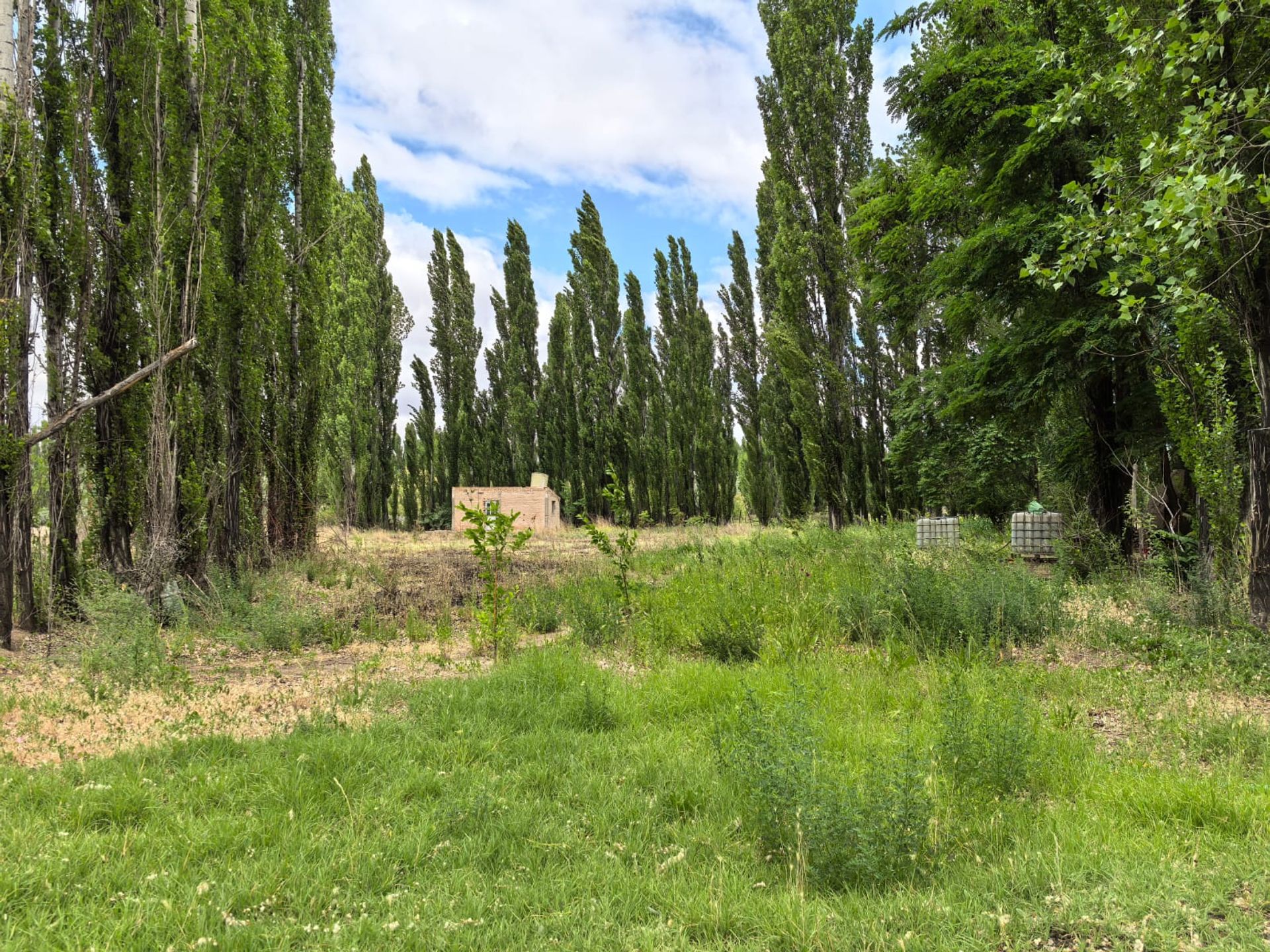VENTA CHACRA EN PICUN LEUFU - 9