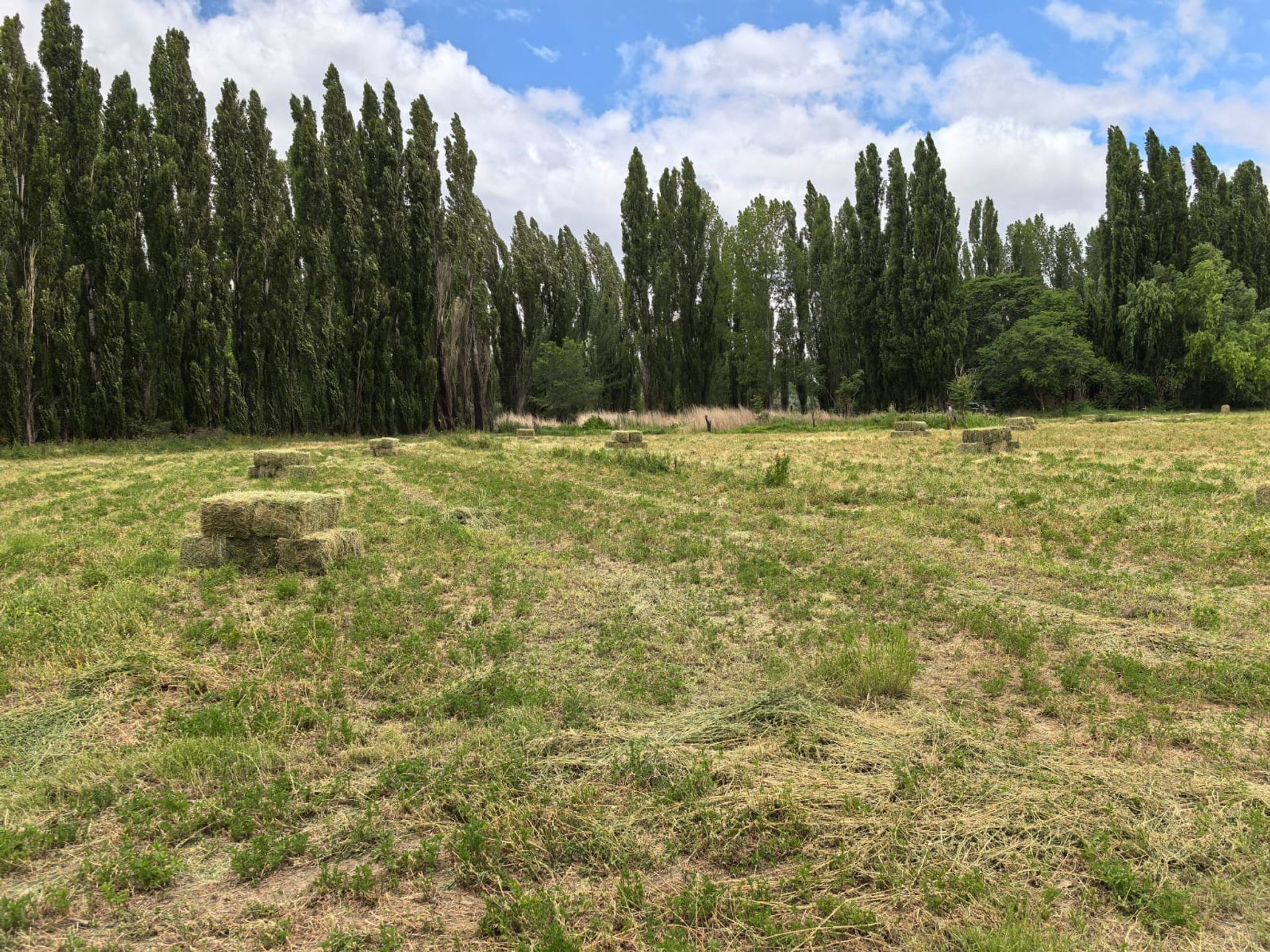 VENTA CHACRA EN PICUN LEUFU - 19