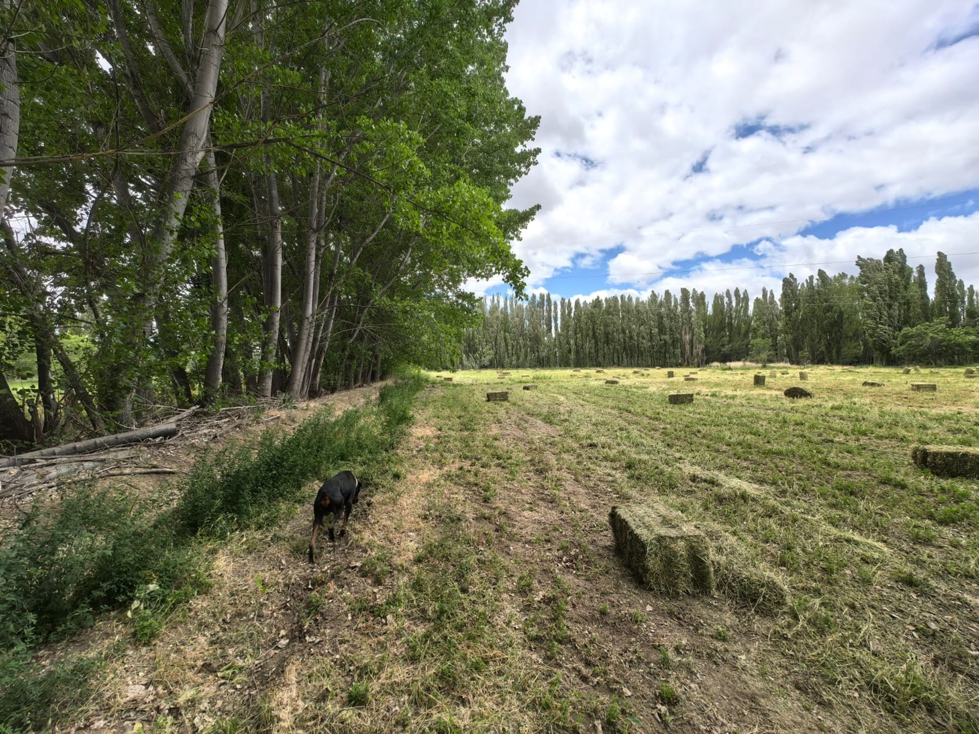 VENTA CHACRA EN PICUN LEUFU - 14
