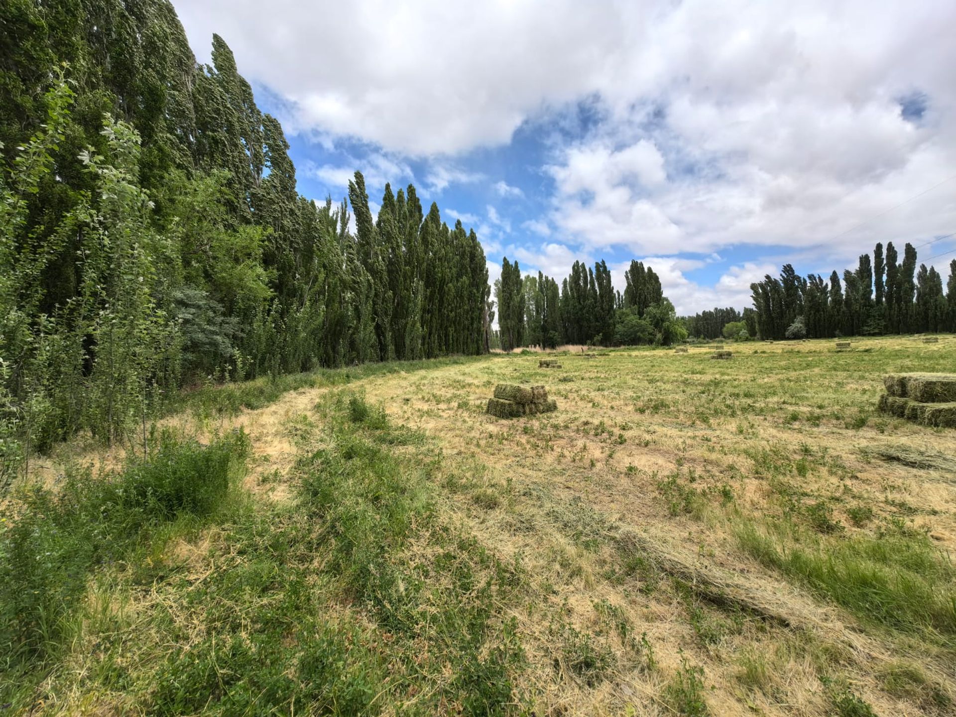 VENTA CHACRA EN PICUN LEUFU - 18