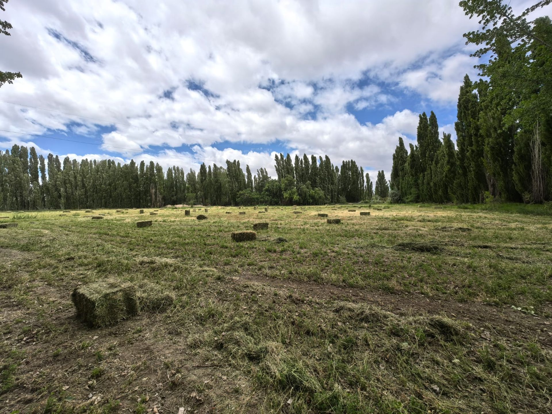 VENTA CHACRA EN PICUN LEUFU - 6