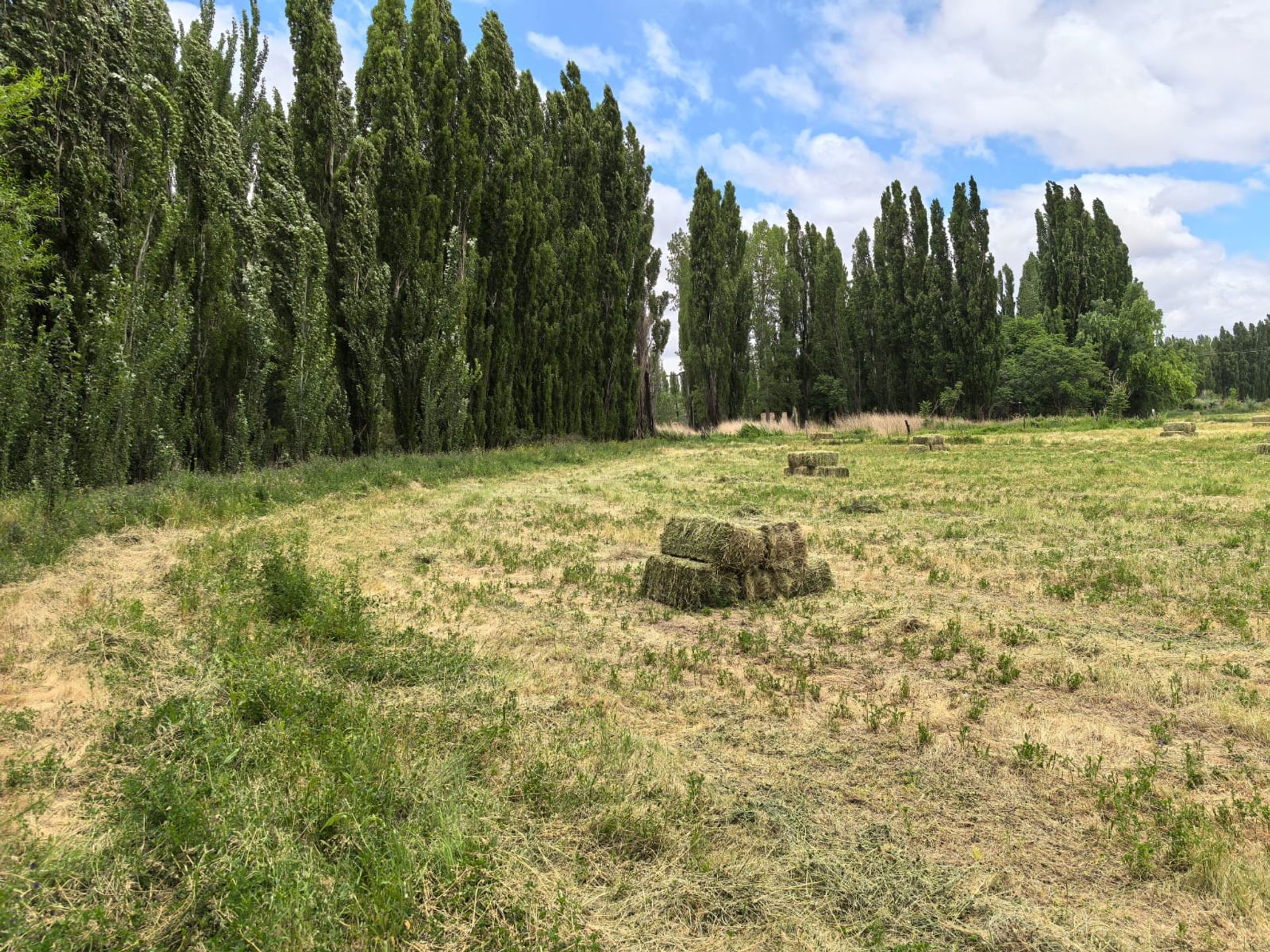 VENTA CHACRA EN PICUN LEUFU - 20